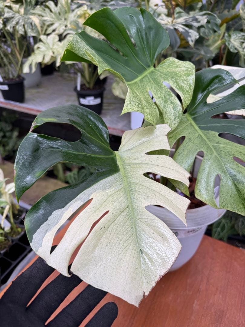 モンステラ　スフィンクス　ミント