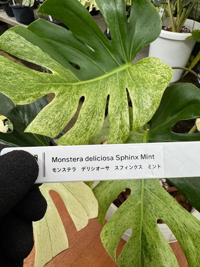 モンステラ　スフィンクス　ミント