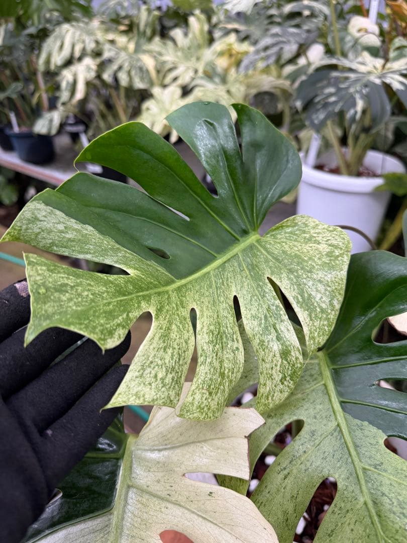 モンステラ　スフィンクス　ミント