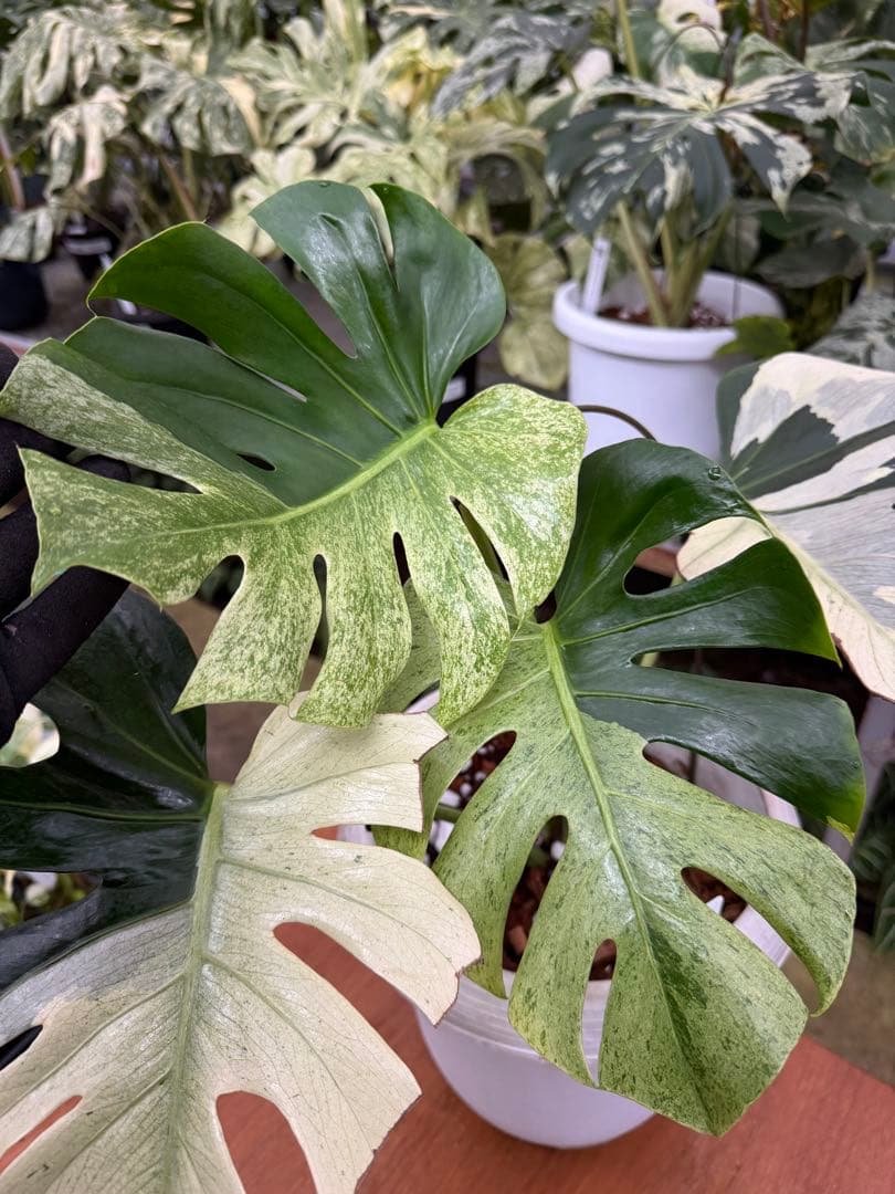 モンステラ　スフィンクス　ミント