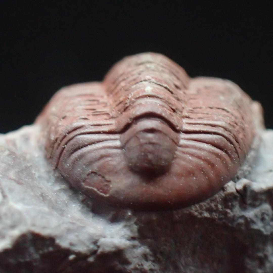 赤い三葉虫の化石 プロエトペルティス モロッコ産 本物保証