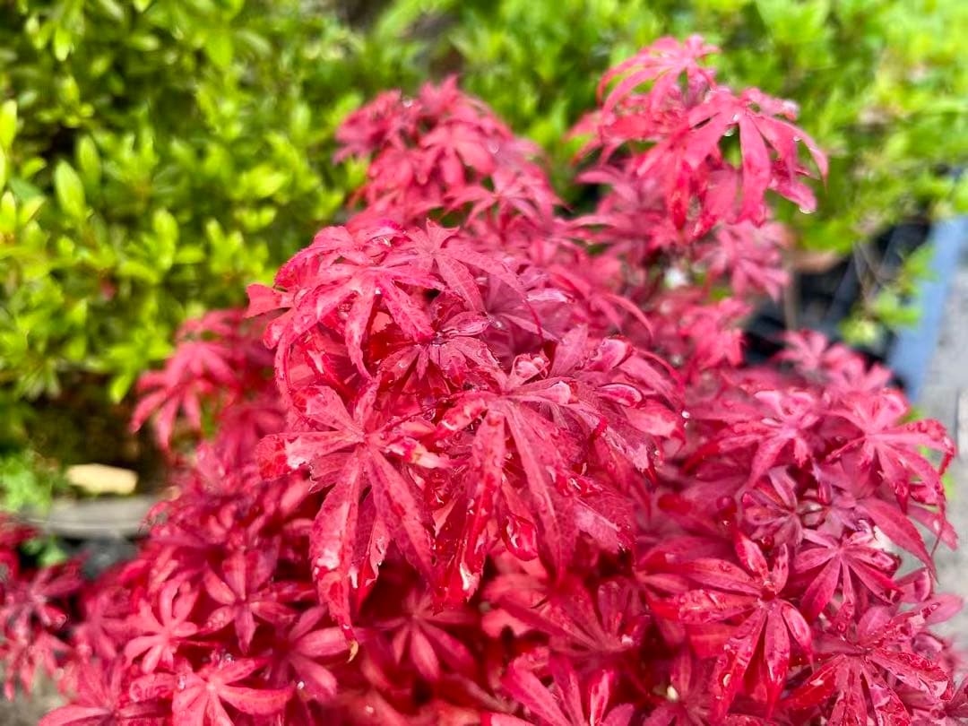 【ガチ盆栽】もみじ　紅葉　小葉性 一年中紅葉　希少品