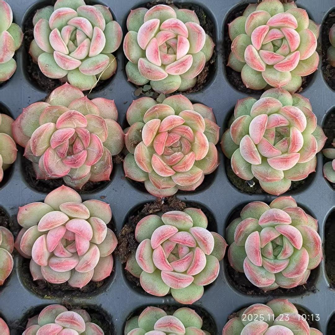 Top【選抜株】多肉植物　23522アモムム 105個　プラグトレー苗