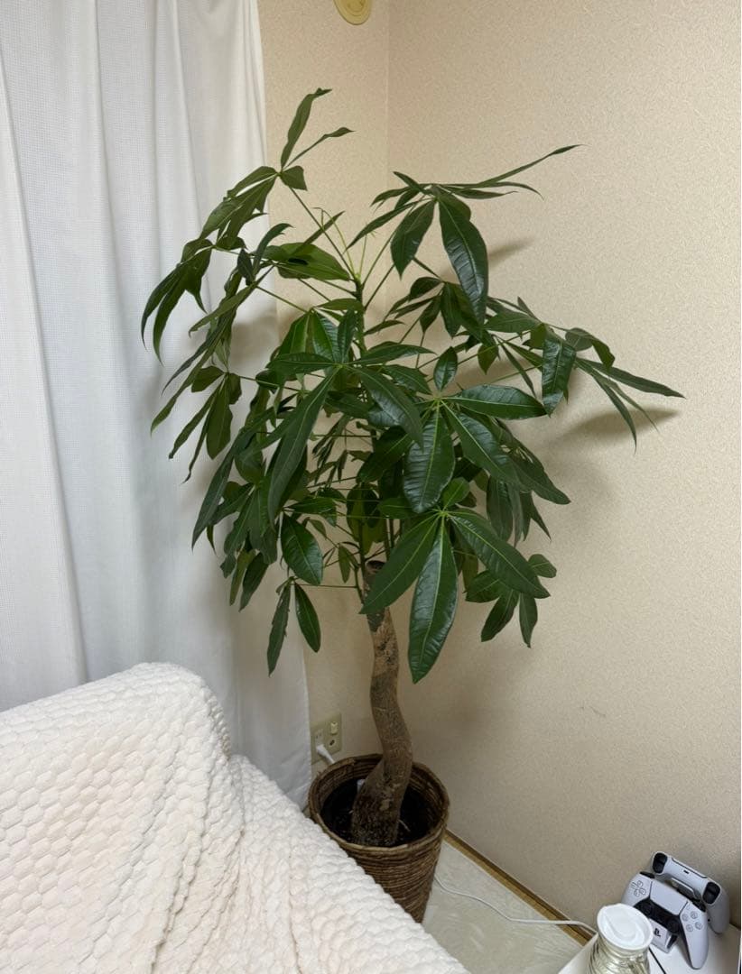 パキラ 約1.5メートル(取りに来ていただける方のみ)