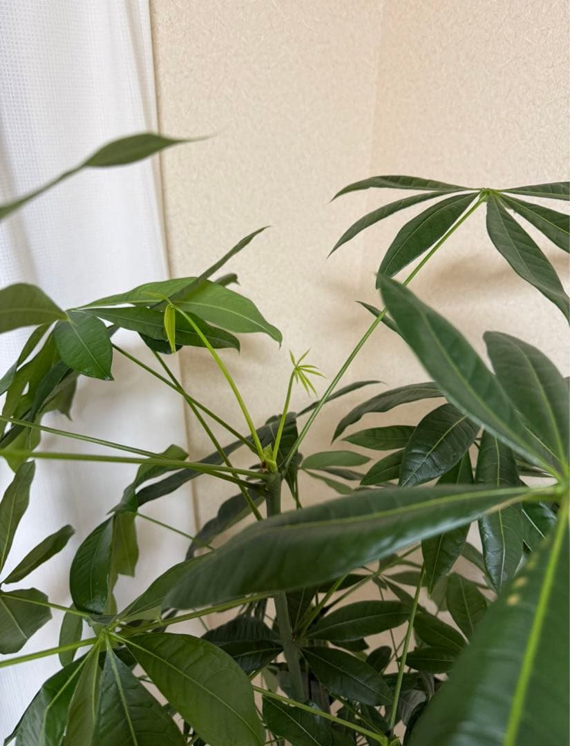 パキラ 約1.5メートル(取りに来ていただける方のみ)