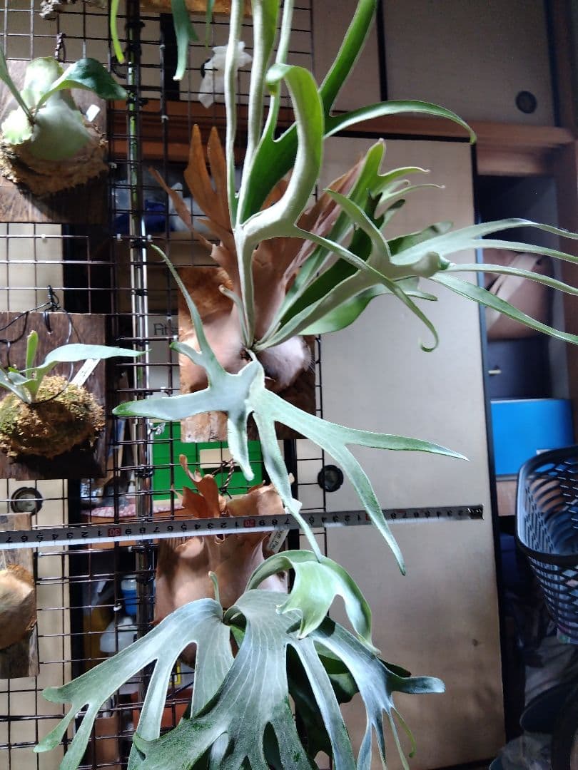 ビカクシダ　AKKI アッキー　親株サイズ