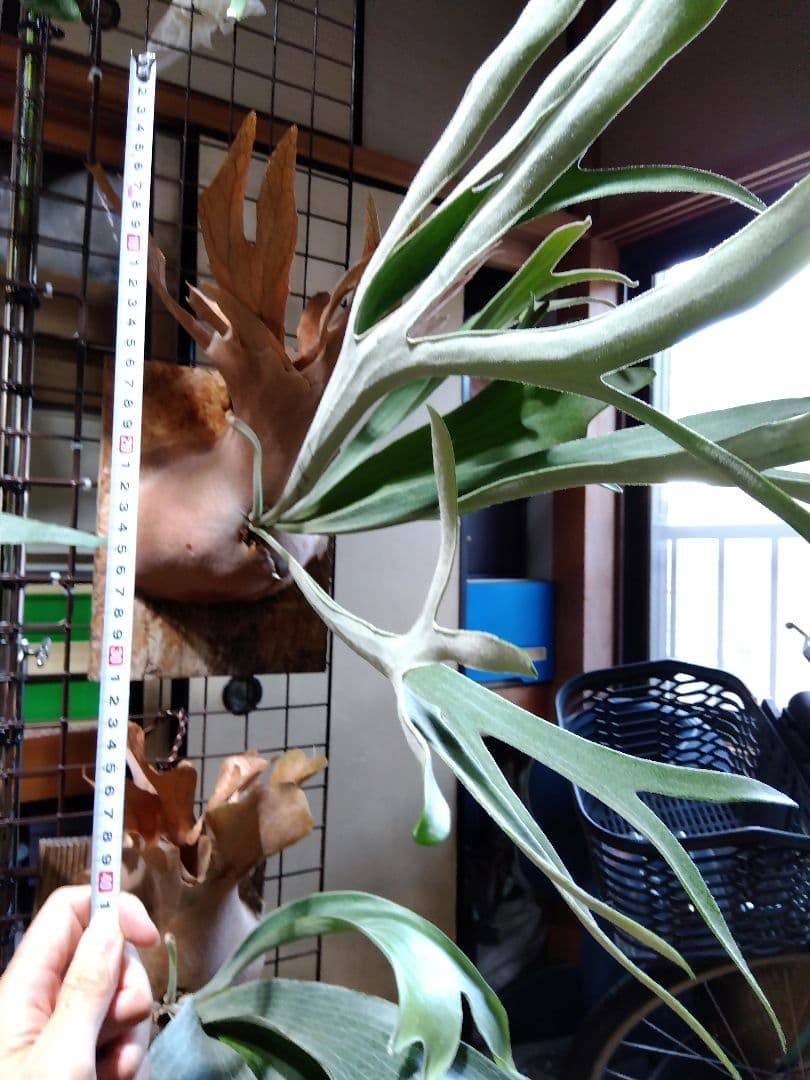 ビカクシダ　AKKI アッキー　親株サイズ