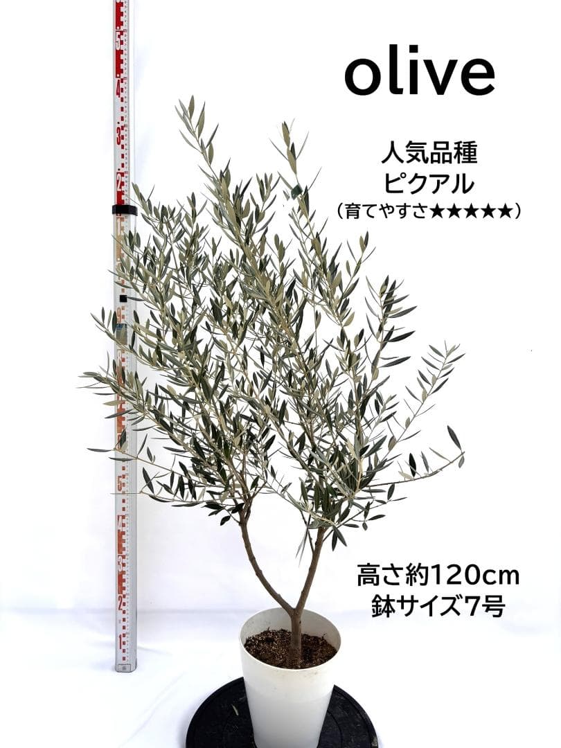 オリーブの木　ピクアル　7号　約120cm　NO.717　人気品種　現品掲載