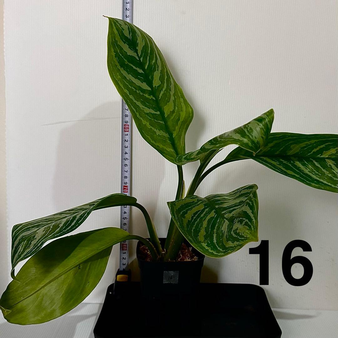 アグラオネマ ニティドゥム カーティシー 観葉植物 LEON レオン 16