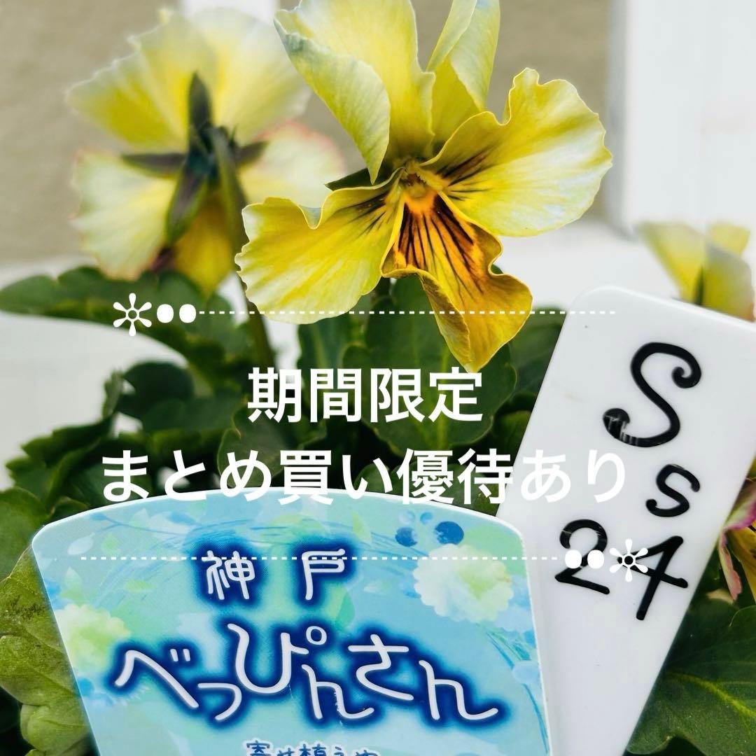 user_7b90df9b様 ＮＳ２４♥ 神戸べっぴんさん　幻夢♥超希少