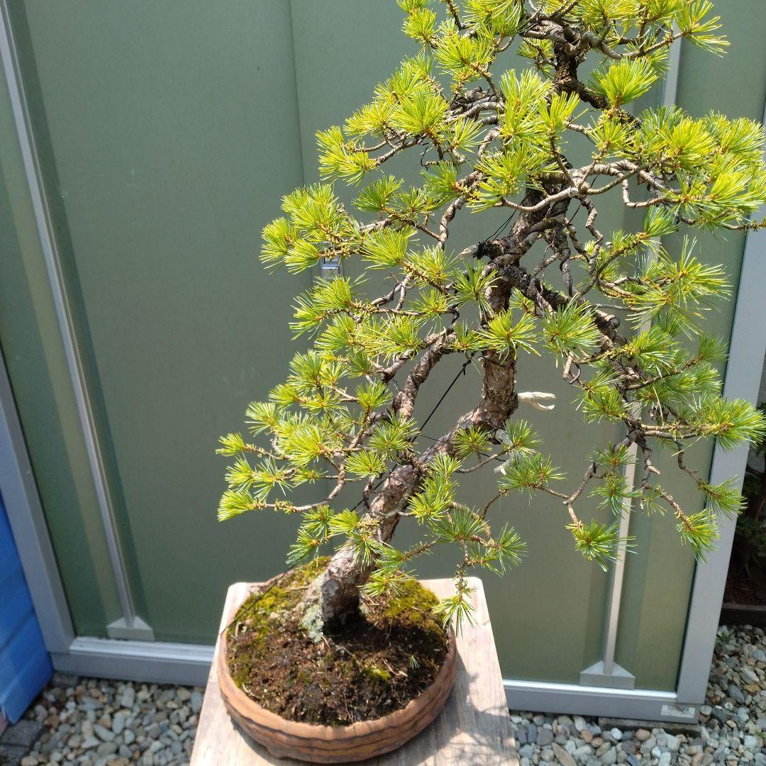 吾妻五葉松。文人造り。