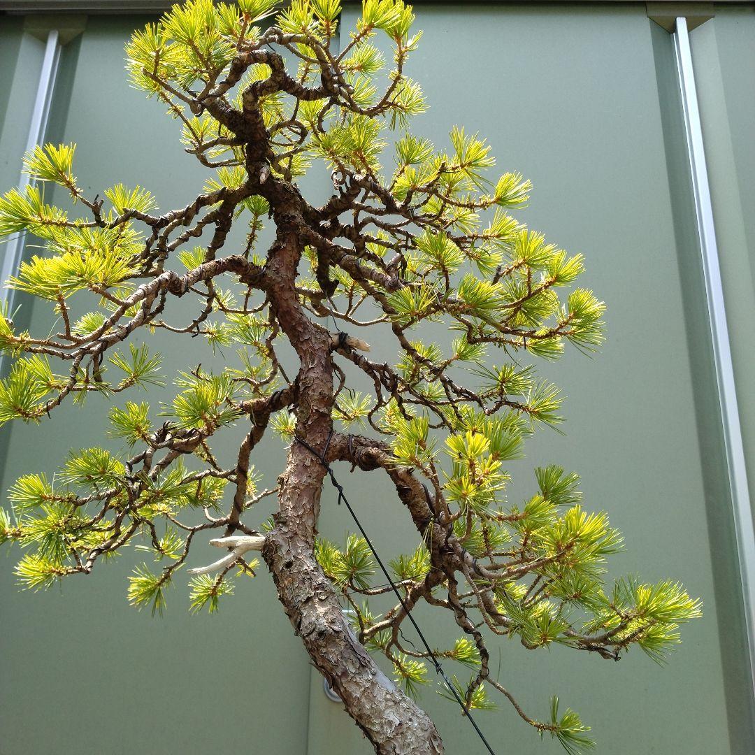 吾妻五葉松。文人造り。