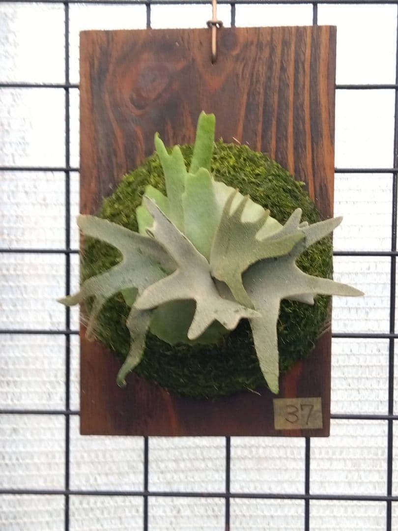 ビカクシダ ジェイドガール spore 37