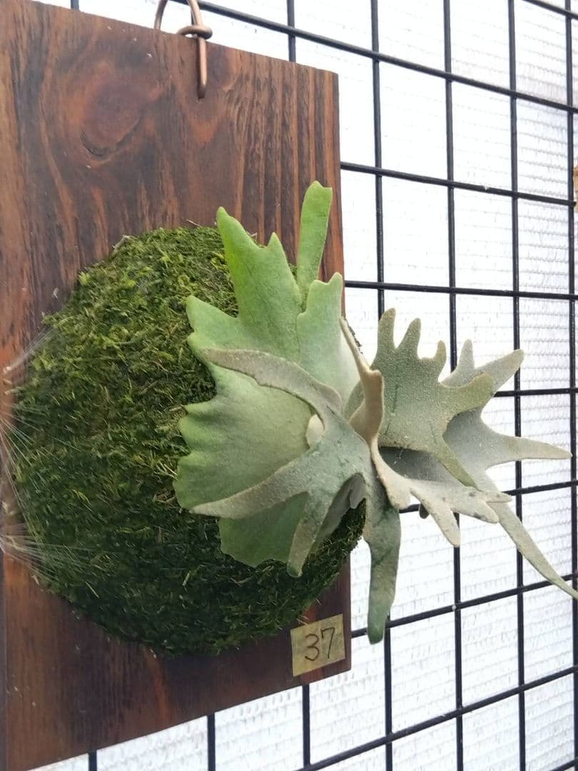 ビカクシダ ジェイドガール spore 37