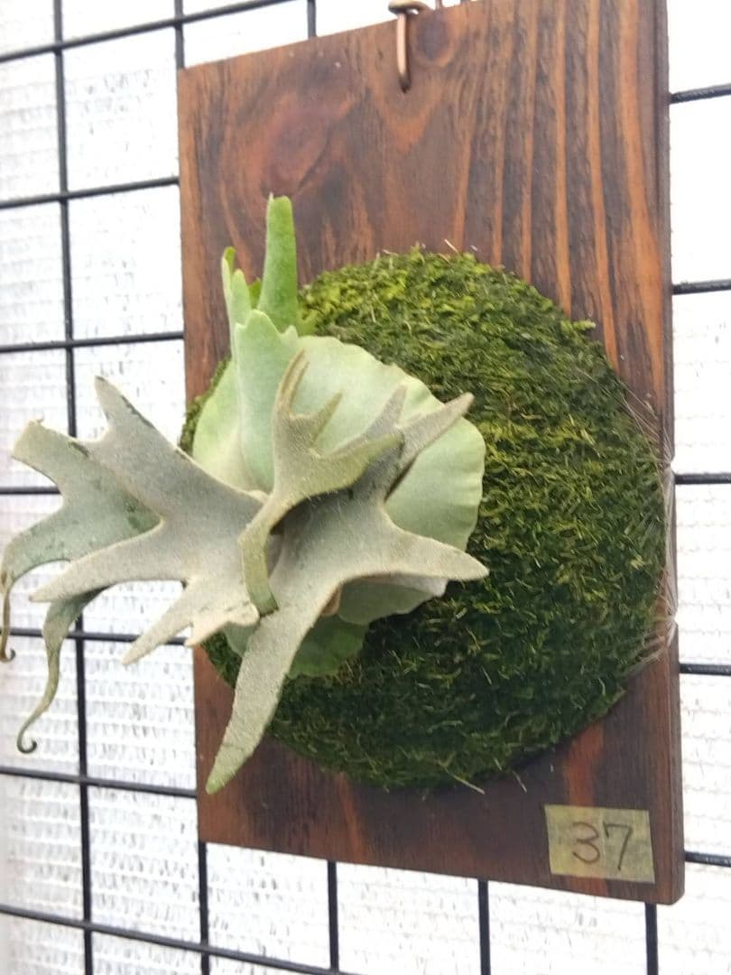 ビカクシダ ジェイドガール spore 37