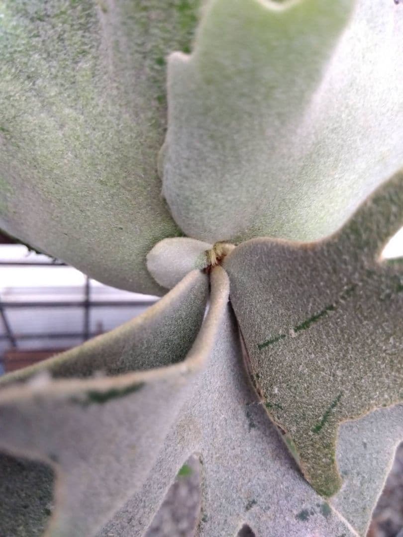 ビカクシダ ジェイドガール spore 37