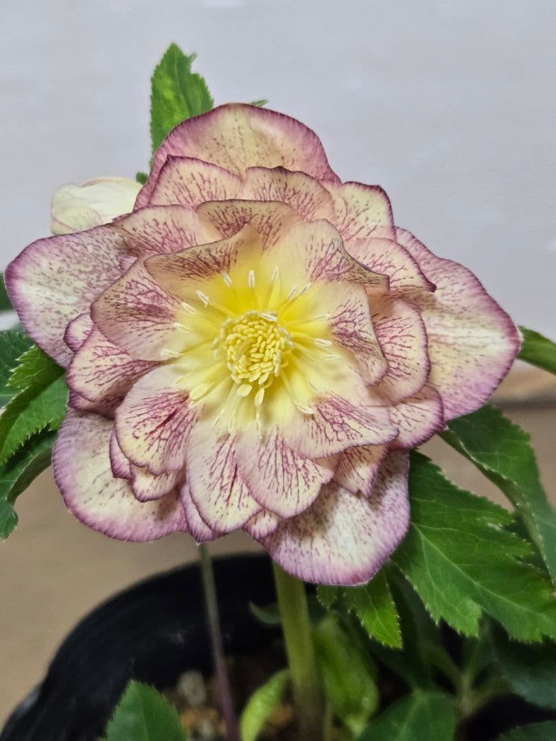 ☆クリスマスローズ☆ダブル　ゴールド☆5号ポット☆