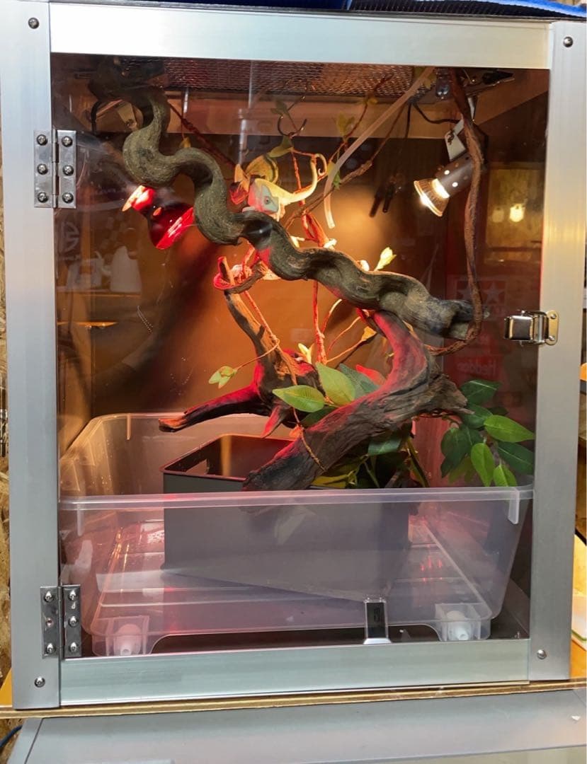 カメレオン、爬虫類飼育用ショーケース