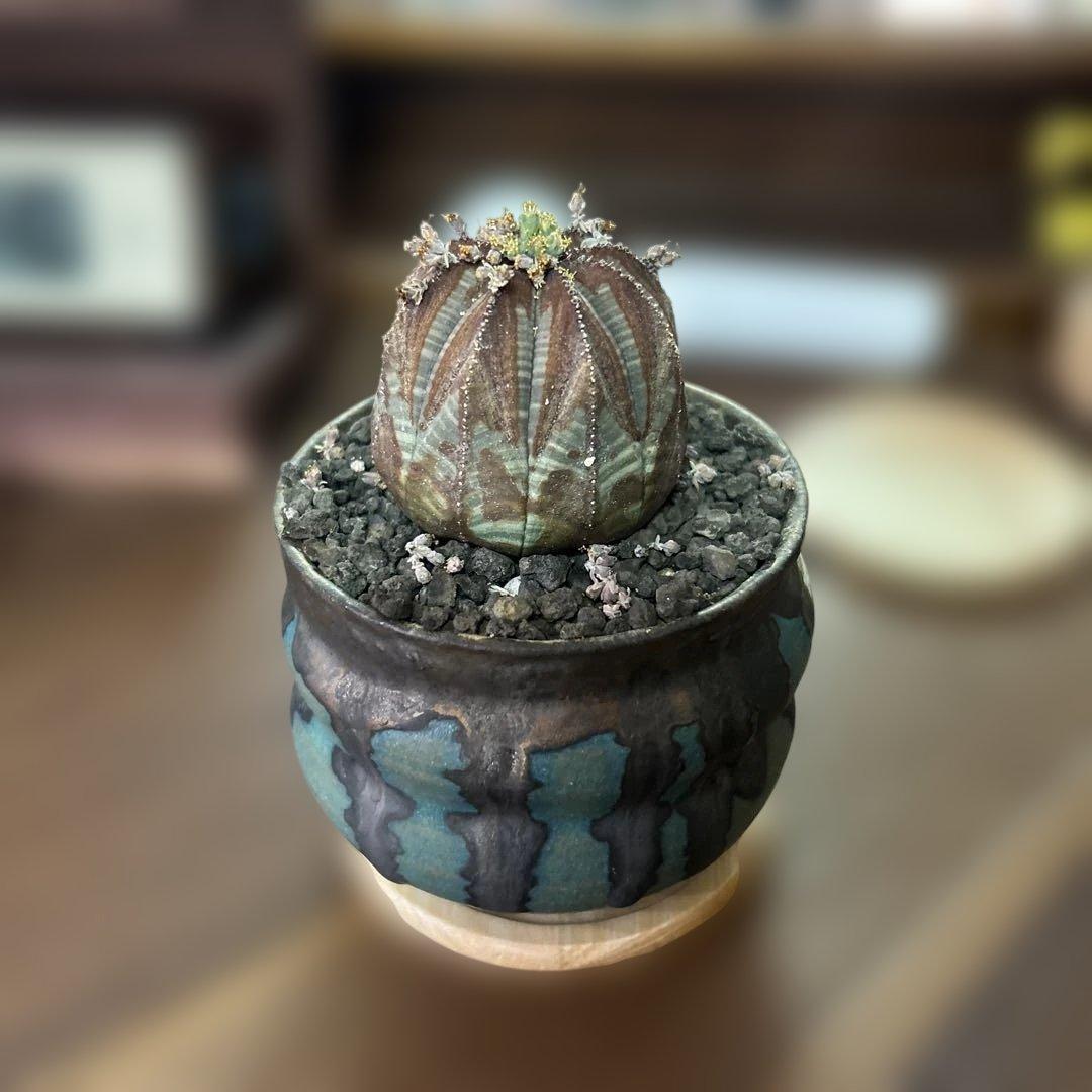 ユーフォルビア オベサ × soel 鉢