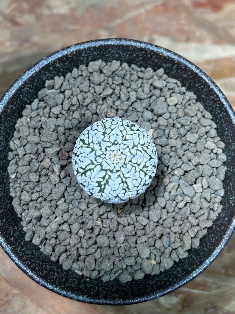 アストロフィツム　ミラクル　スーパー兜　アロー　Vタイプ　鉢のまま発送　サボテン