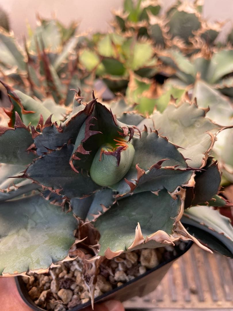 アガベ　チタノタブルー　実生選抜　2株限定