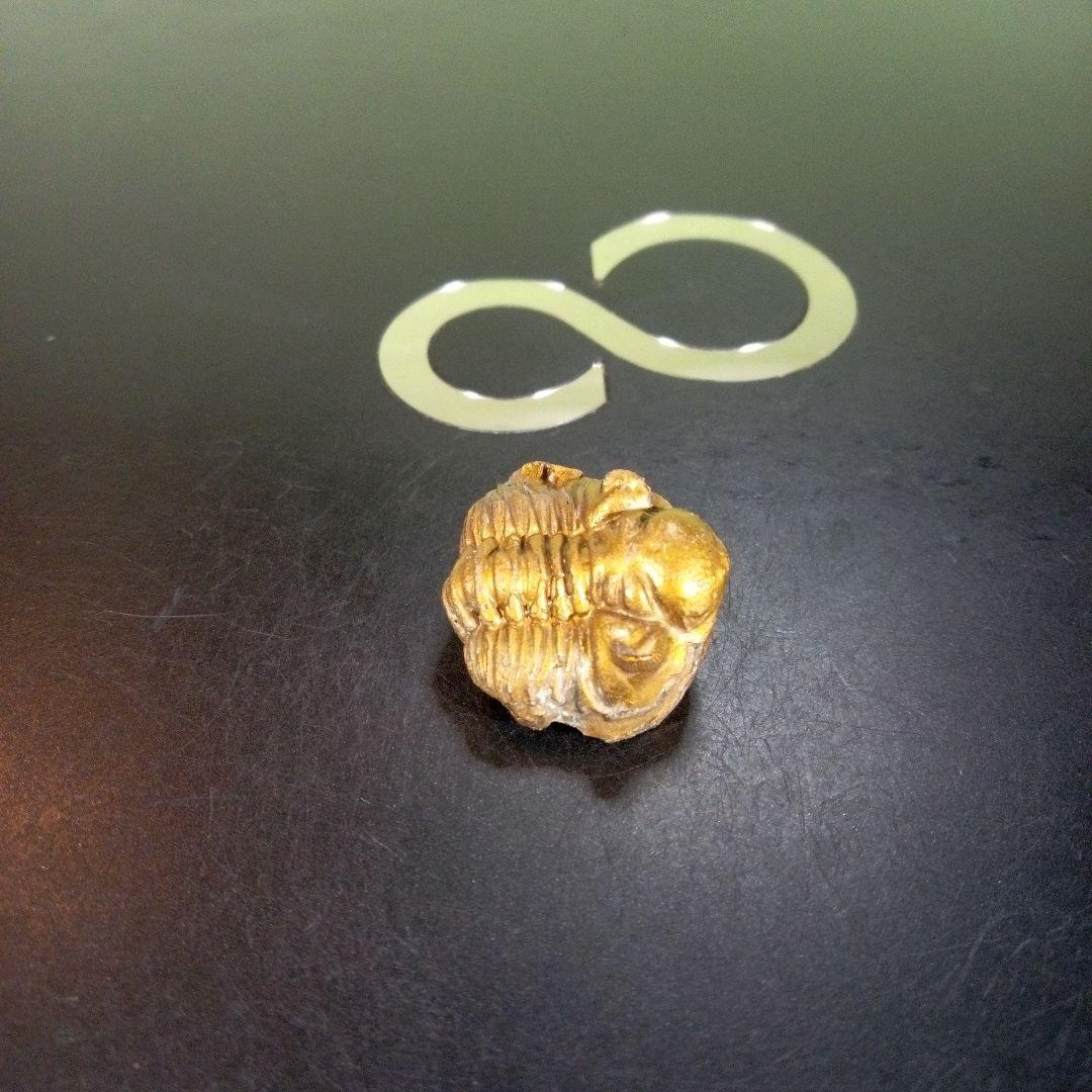 三葉虫　化石　fossil　ボリビア産　trilobite　南アメリカ化石郡①