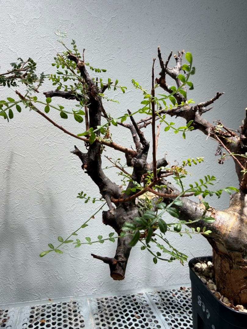 コミフォラ　ピンネイトリーブス　現地球