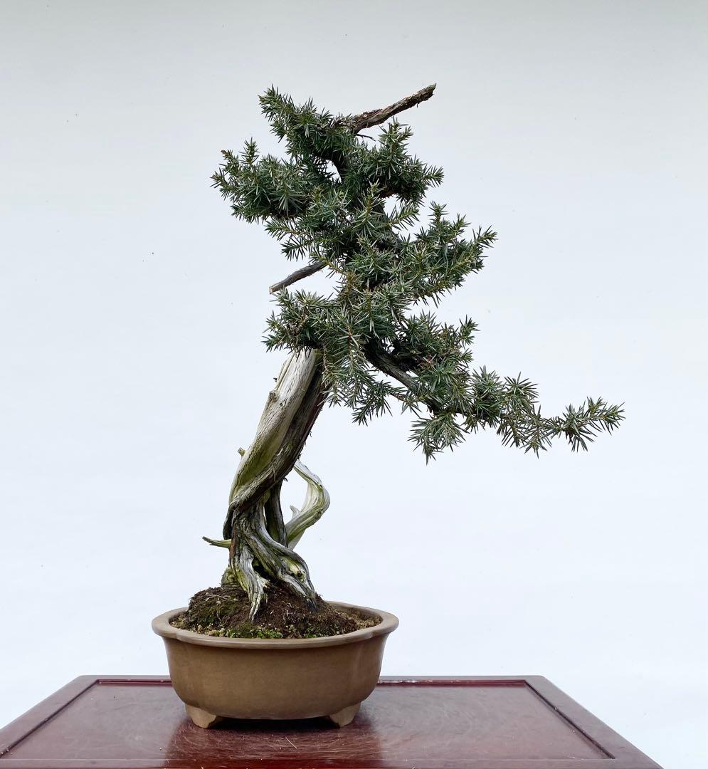白木盆栽園　山採り　杜松　樹高56センチ　盆栽黒松赤松五葉松真柏雑木観葉植物