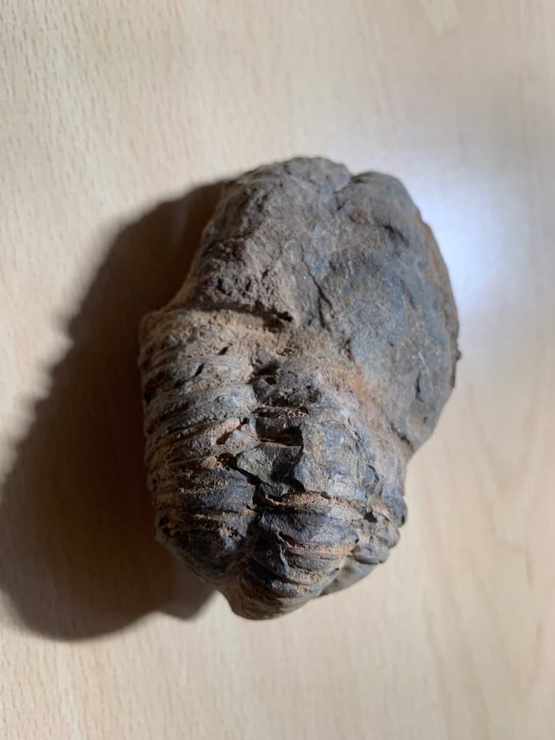 【希少】三葉虫の化石　大型（約8.5cm）