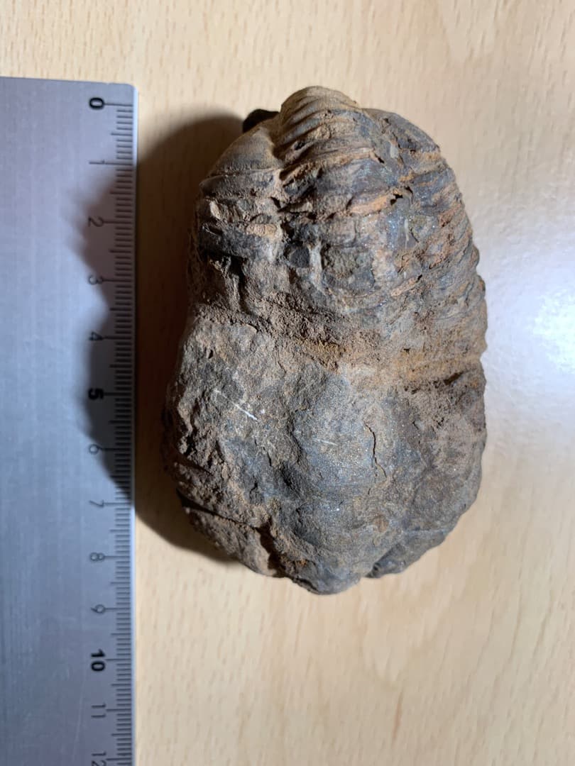 【希少】三葉虫の化石　大型（約8.5cm）