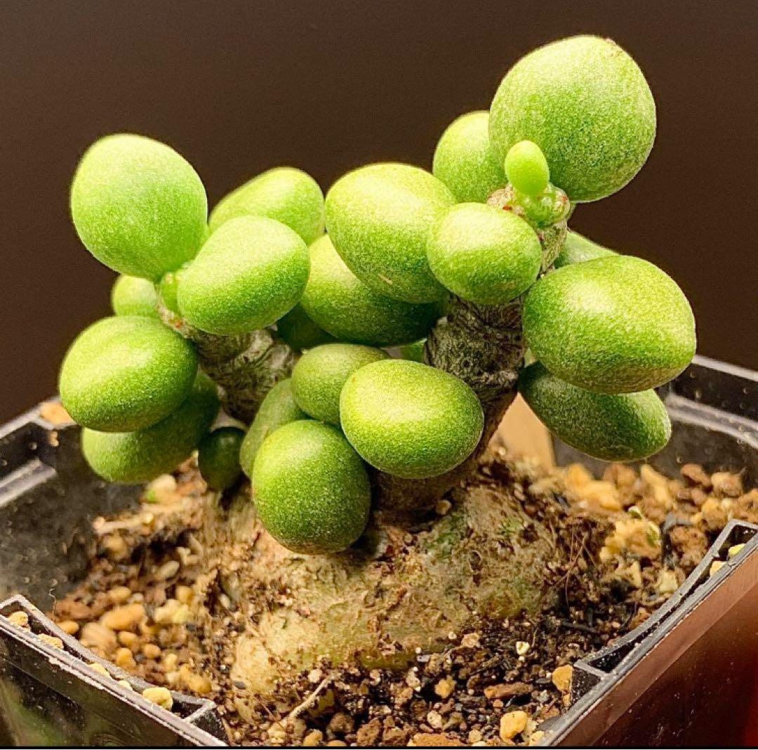 写真2-4枚目！　チレコドン　ポドレイアエ　多肉植物　塊根植物　実生