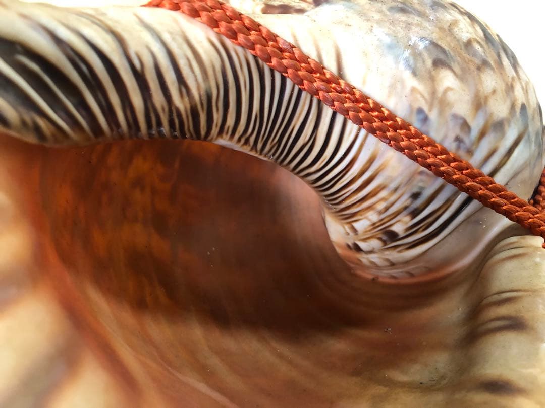 《レ》約41㎝ 修験道法螺貝 紐付 山伏 ほら貝 貝笛 251118え3