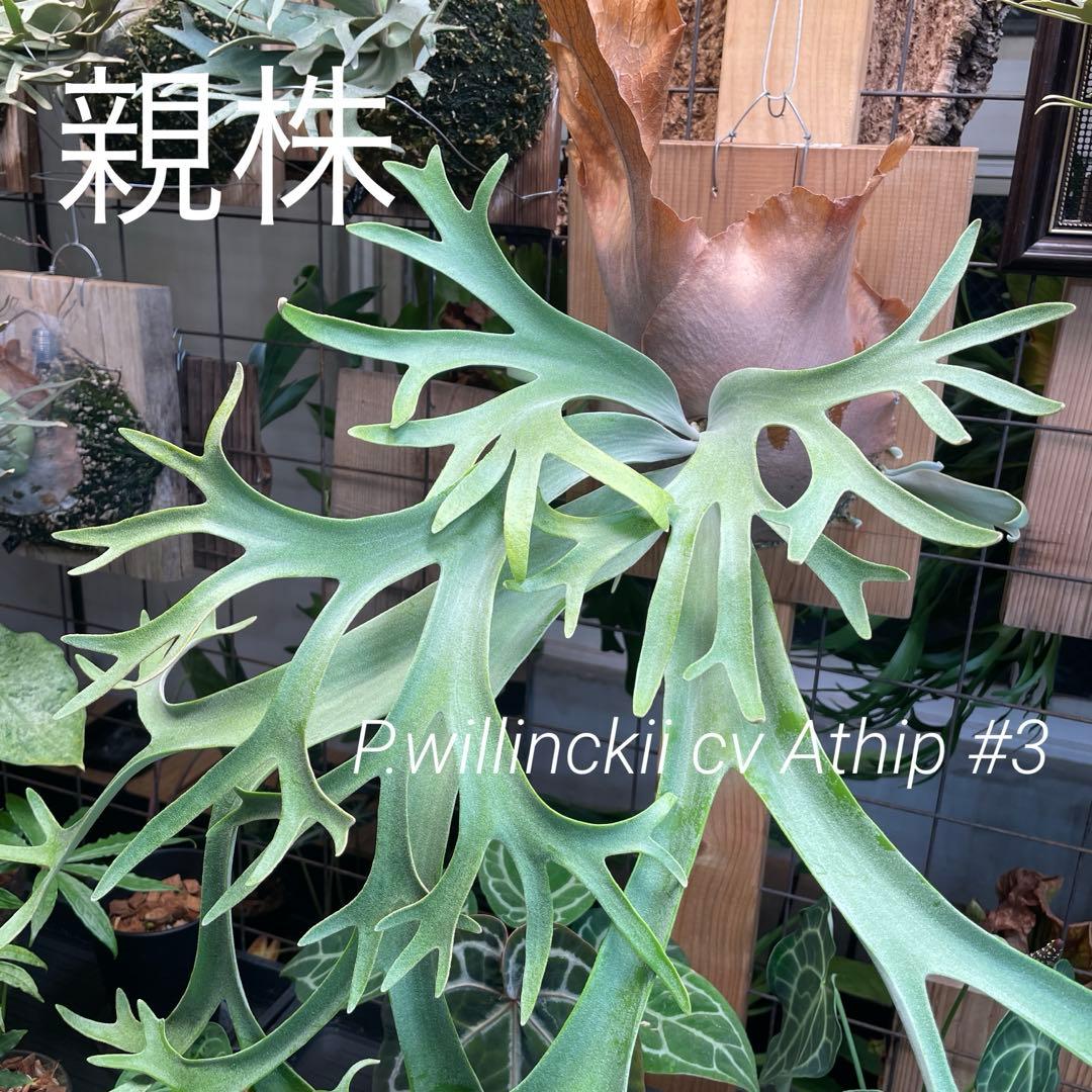 ビカクシダ P.willinckii cv.Athip#3 pup