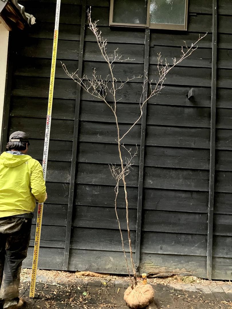 山採り　シャラノキ