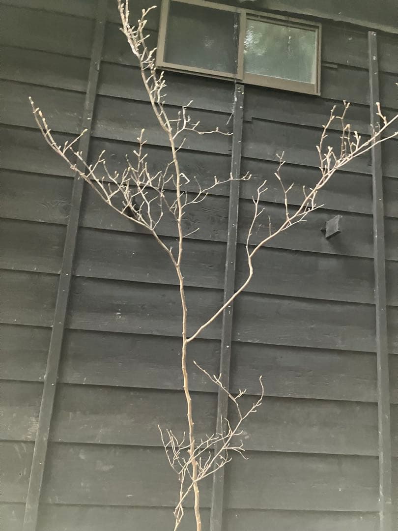 山採り　シャラノキ