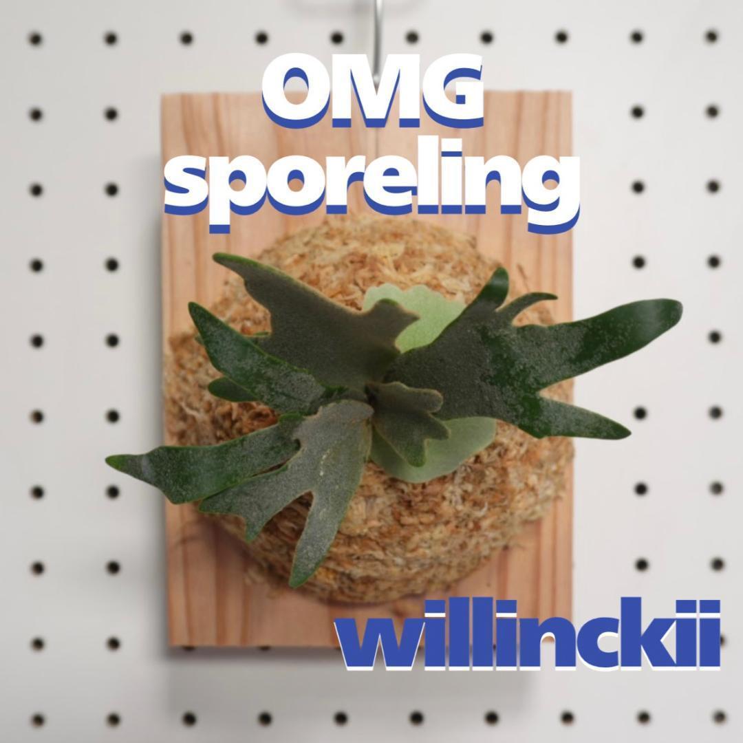 ビカクシダ OMG ウィリンキードワーフ 板付 O-7