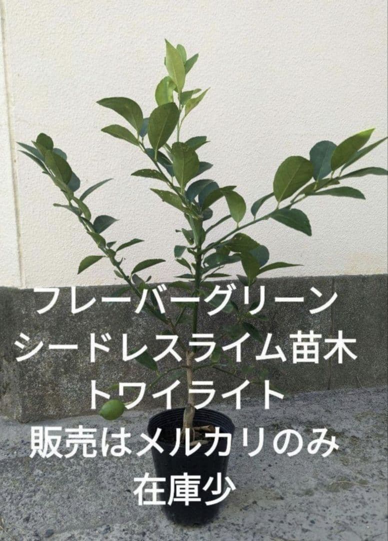 フレーバーグリーン　シードレスライム苗　4年接木苗木3本　ラングプール　2年5本