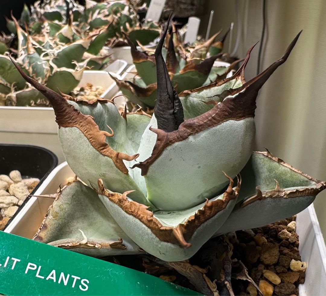 アガベ　【土】