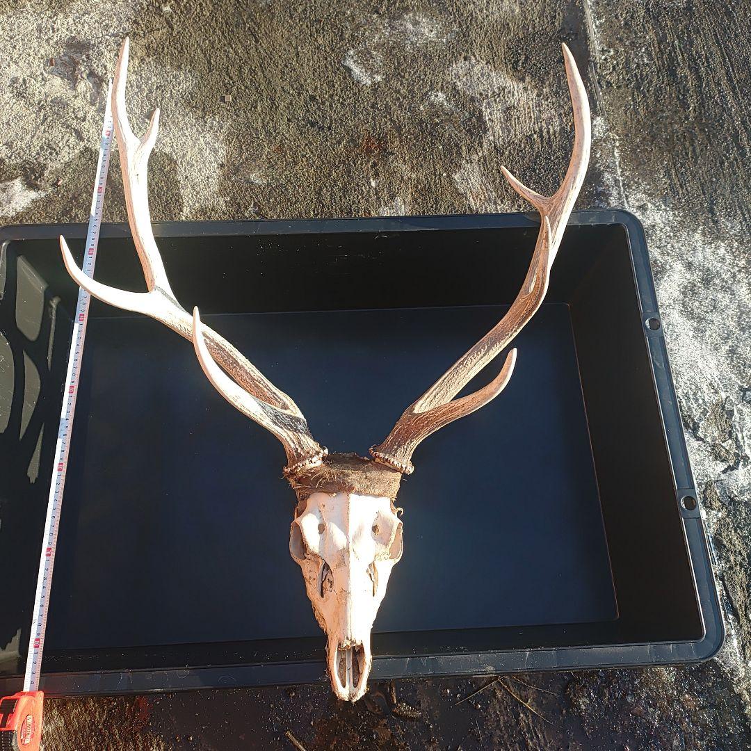 新年思い切って値引き！蝦夷鹿の角、頭付き①85くらい