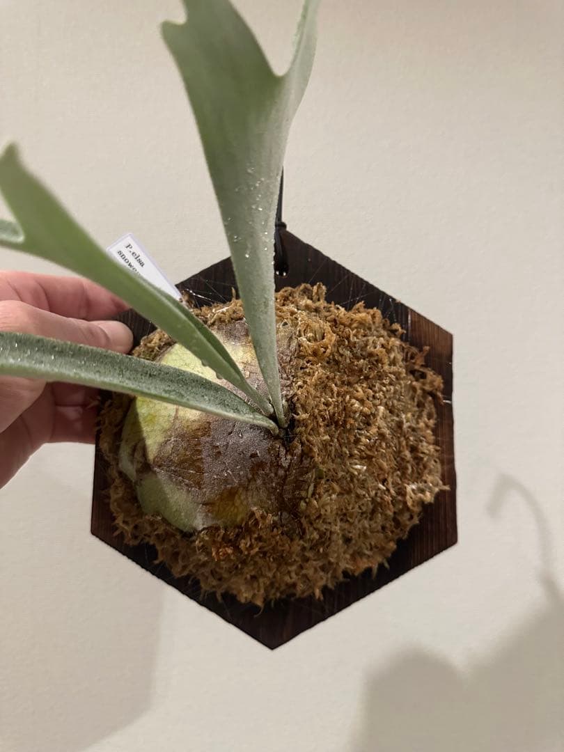 P. elsa queen F307 ビカクシダ　エルサ