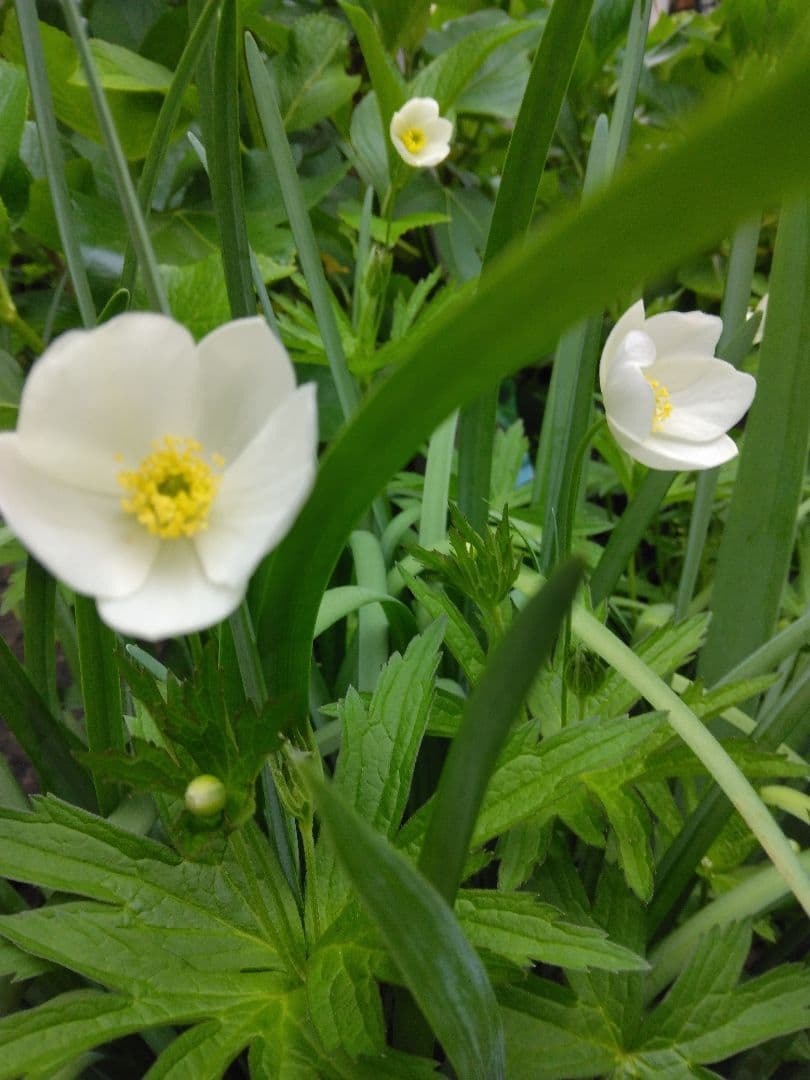 新品　カナダ産　アネモネ イチリンソウ　5株位　秋まで次々咲きます