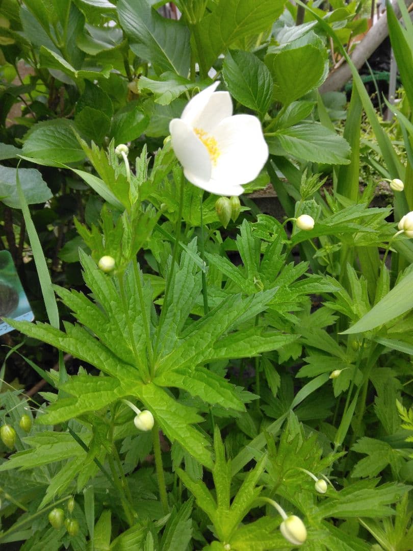 新品　カナダ産　アネモネ イチリンソウ　5株位　秋まで次々咲きます