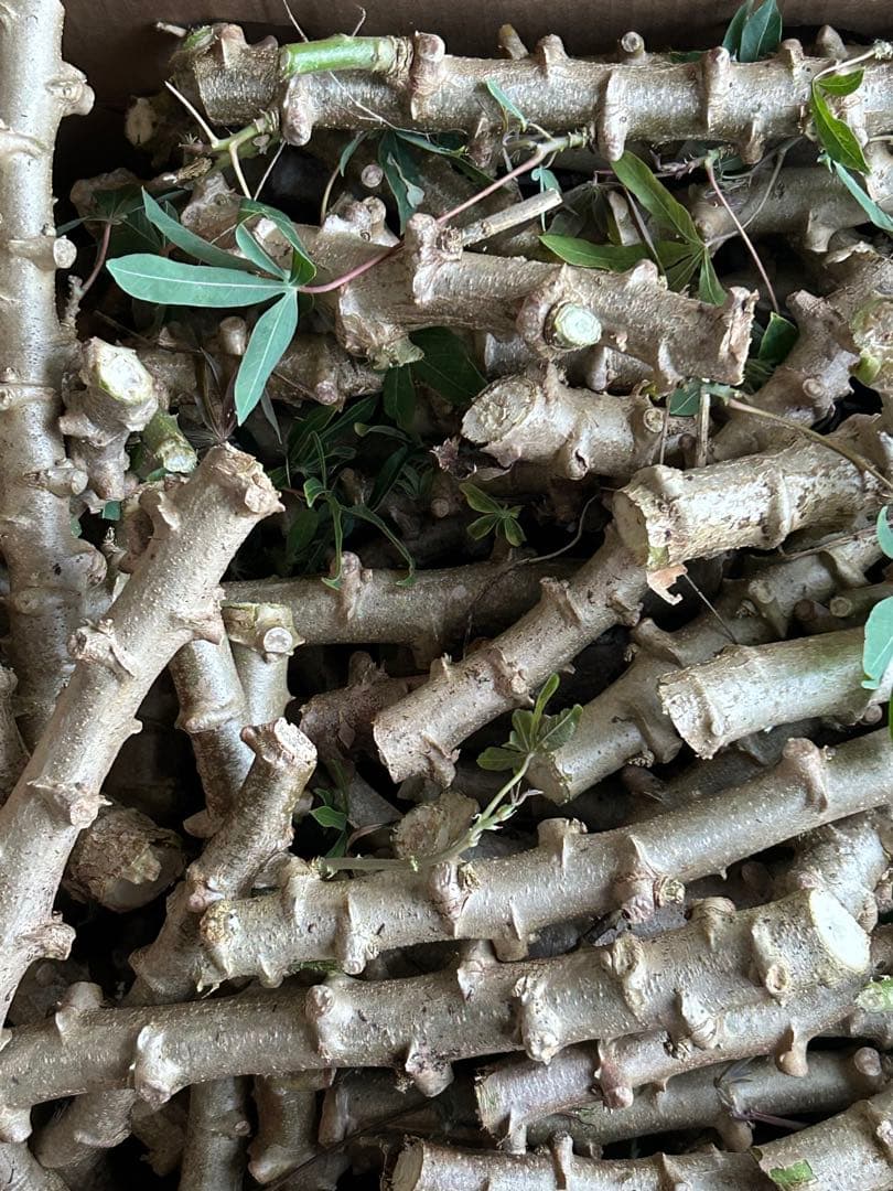 キャッサバ苗木『黄色甘味種』100本