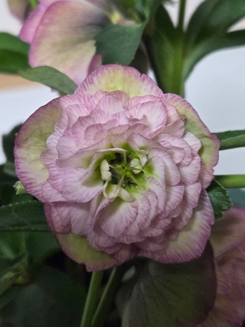 ☆クリスマスローズ☆多弁小輪系　ピンクグラデーション☆7号鉢☆