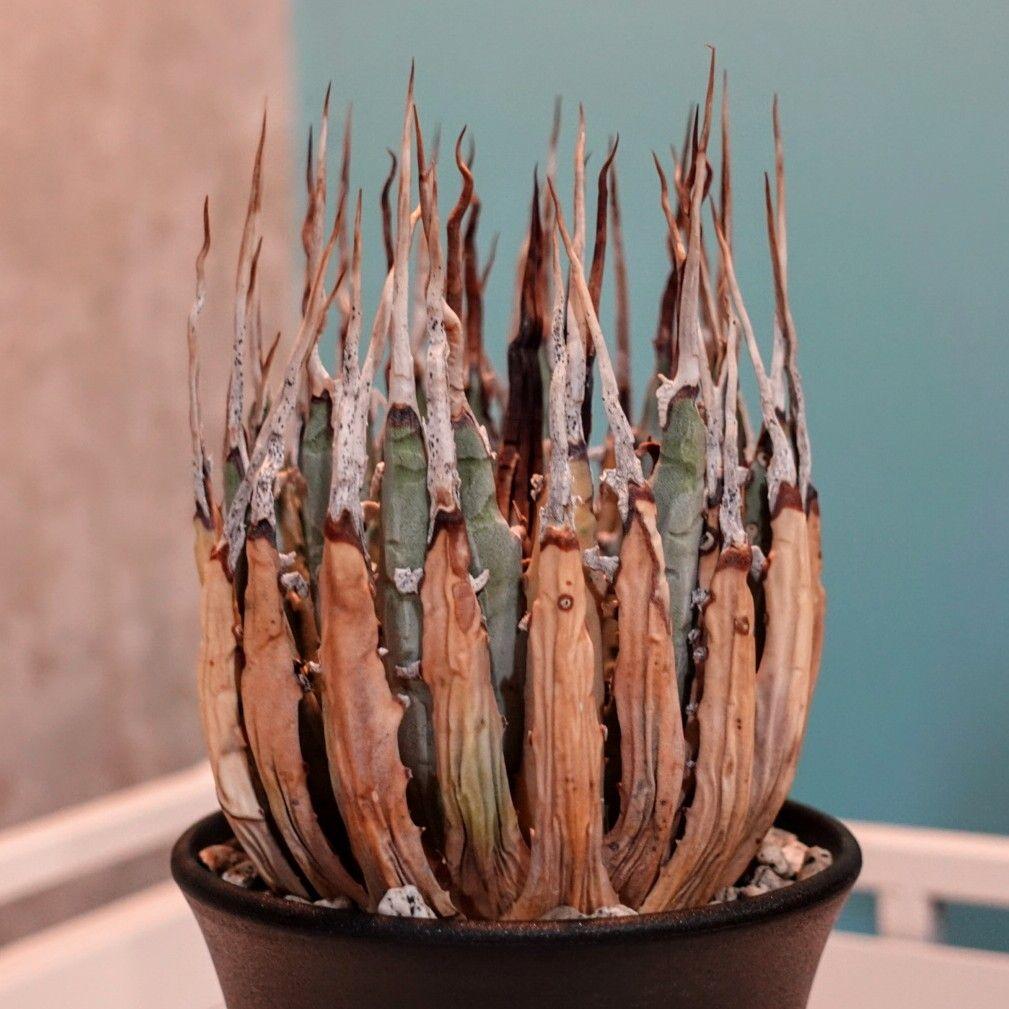 し*ん様 【発根済・3.5号サイズ】陽炎・エボリスピナ/鉢ごと発送