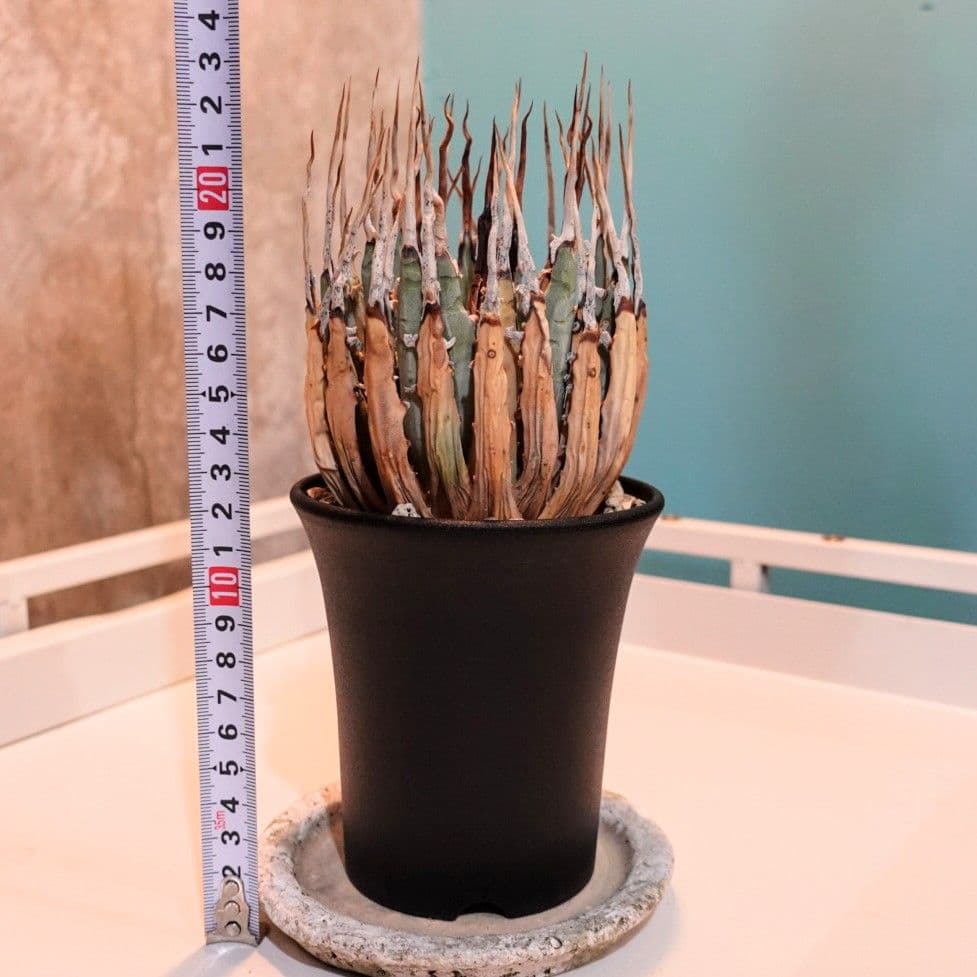 し*ん様 【発根済・3.5号サイズ】陽炎・エボリスピナ/鉢ごと発送