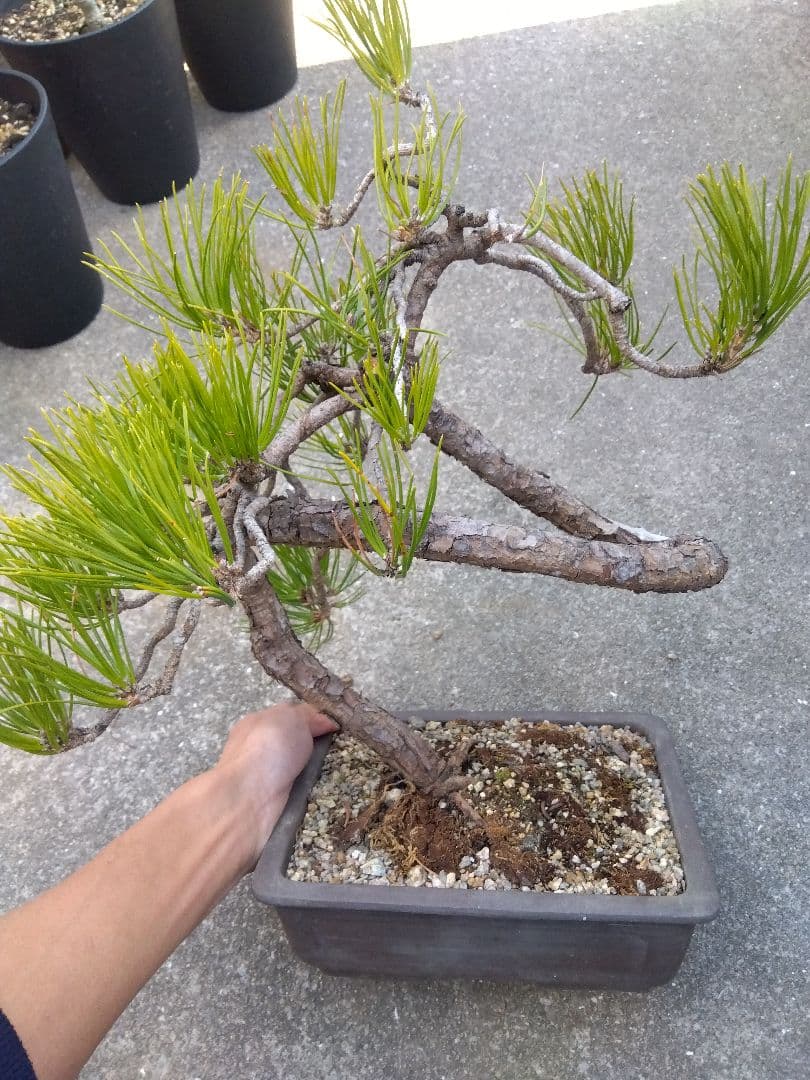 黒松　盆栽　螺旋状曲がり　７号陶器鉢つき　変わり樹形❗　か