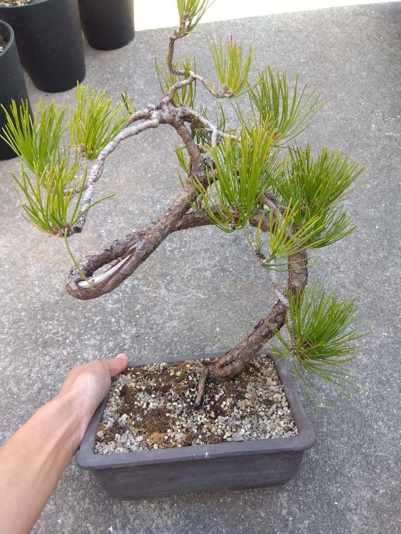 黒松　盆栽　螺旋状曲がり　７号陶器鉢つき　変わり樹形❗　か