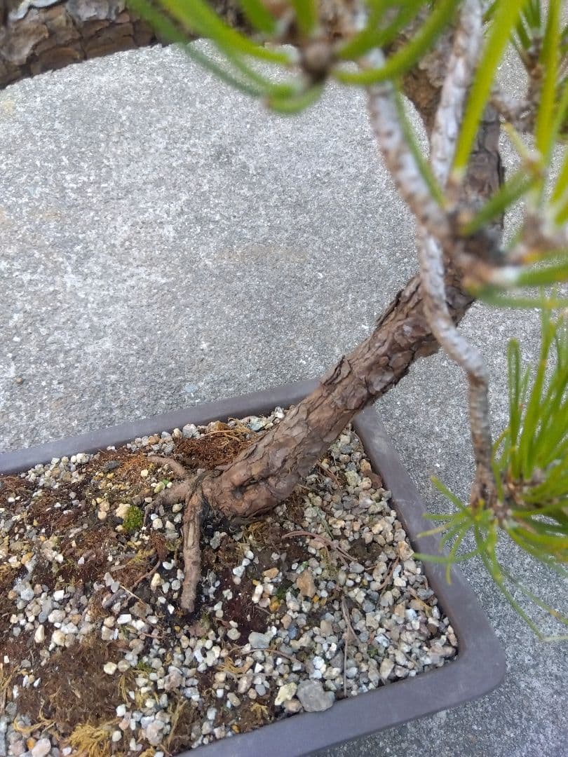 黒松　盆栽　螺旋状曲がり　７号陶器鉢つき　変わり樹形❗　か