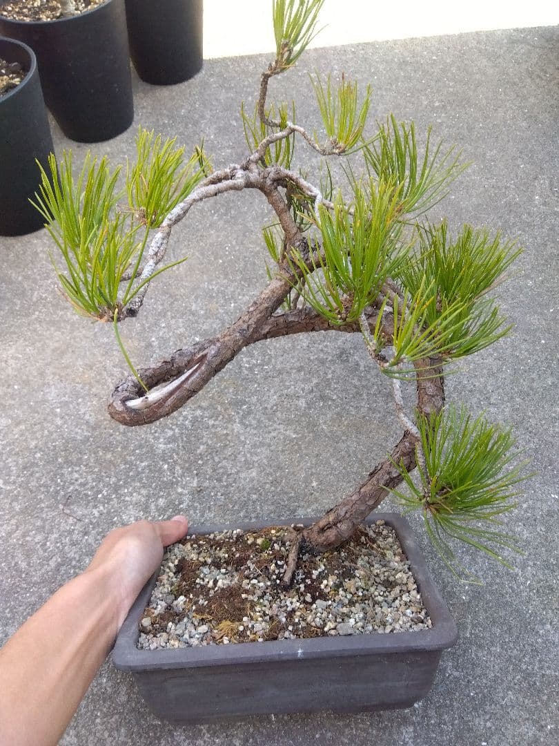 黒松　盆栽　螺旋状曲がり　７号陶器鉢つき　変わり樹形❗　か